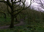 FZ012841 Path through woods.jpg